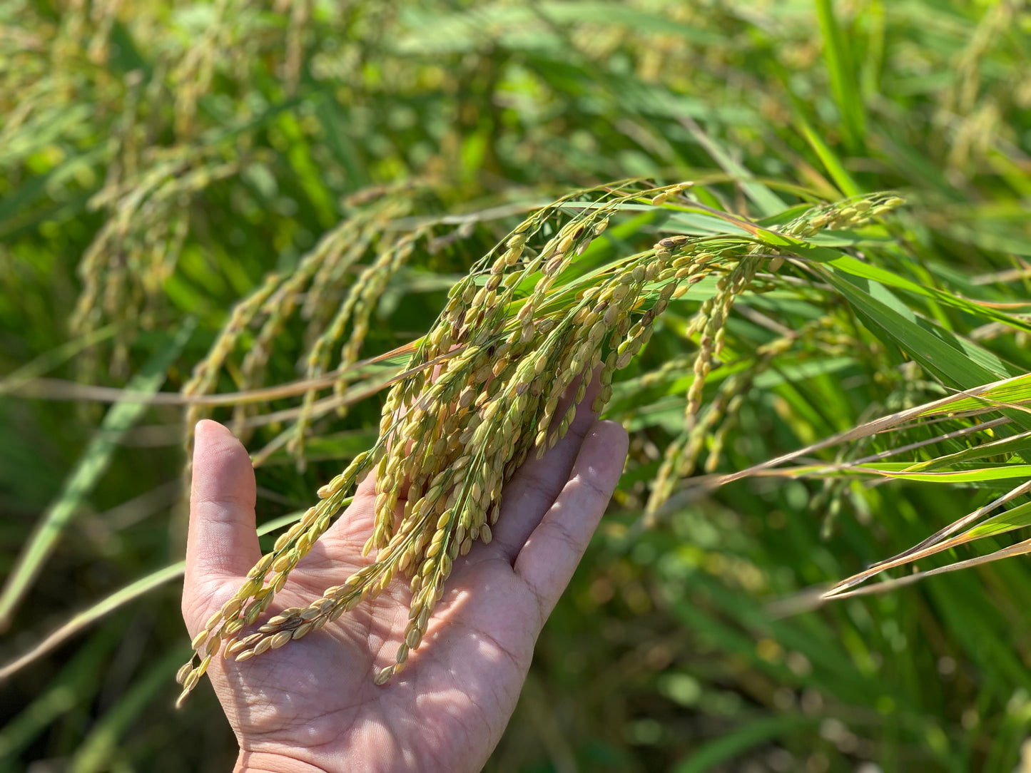 特別純米大吟醸 『五芒星(ごぼうせい)』 (R6BY)